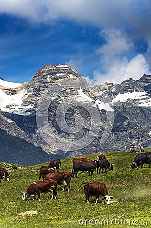 Mountain landscape, some cows grazing in a cloudy day Editorial Stock Photo