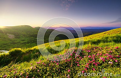 Mountain landscape in summertime during sunset. Blossoming alpine meadows. Field and mountains. Stock Photo