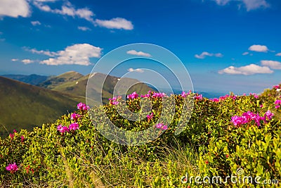 Mountain landscape valley with pink Rhododendron Stock Photo