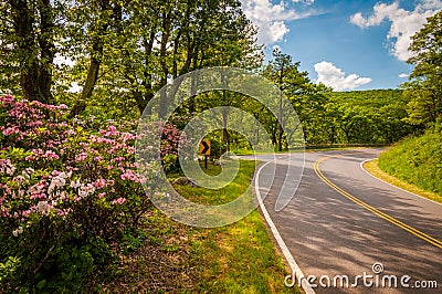 Mountain laurel along Skyline Drive on a spring day in Shenandoah National Park, Virginia. Stock Photo