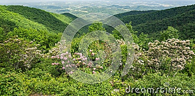 Mountain Laurel, Blue Ridge Mountains and Shenandoah Valley - 4 Stock Photo