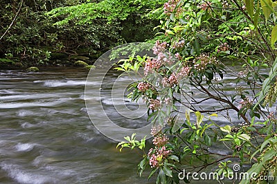 Mountain Laurel Beside a Creek Stock Photo