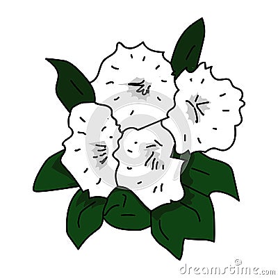 Mountain laurel flowers illustration vector isolated Vector Illustration
