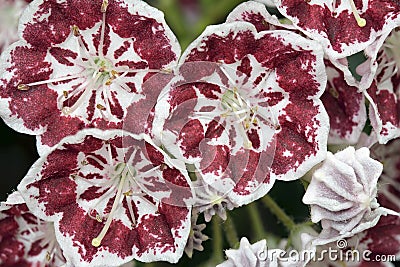 Mountain Laurel Flowers Minuet Macro Stock Photo