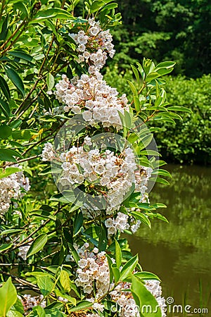 Mountain Laurel and Little Glade Mill Pond Stock Photo