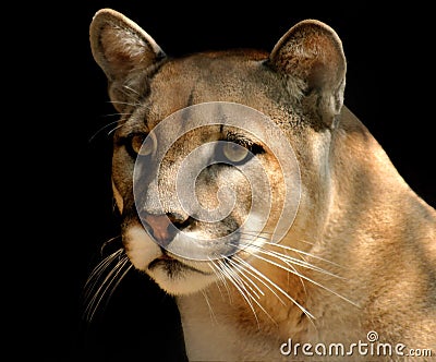 Mountain Lion Stock Photo