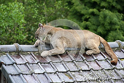 Mountain lion Stock Photo