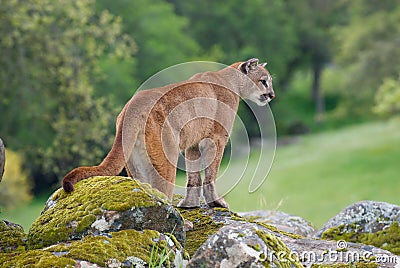 Mountain Lion Stock Photo