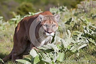 Mountain Lion cougar wild cat wildlife approaching Stock Photo