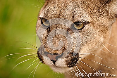 Mountain Lion Stock Photo