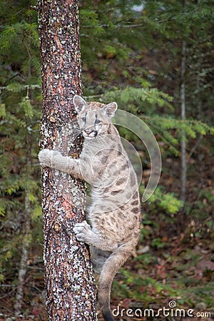 Mountain Lion Cub Up a Tree Stock Photo