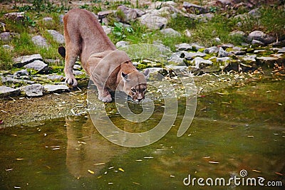 Mountain lion drinks water from pond in zoo Stock Photo