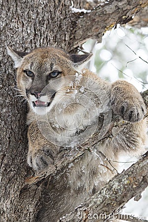 Mountain Lion Glaring from a Pine tree Stock Photo