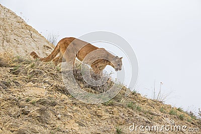 Mountain lion on hunt Stock Photo