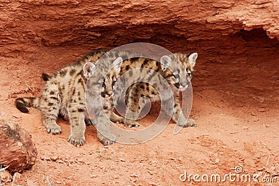 Mountain Lion Kittens Stock Photo