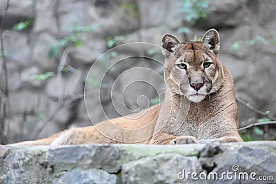 Mountain lion laying on rocky pedestal in zoo Stock Photo