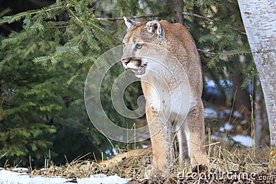 Mountain lion leaving his den site Stock Photo