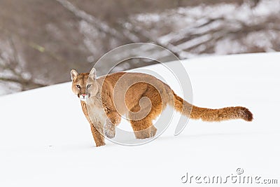 Mountain lion with long tail Stock Photo