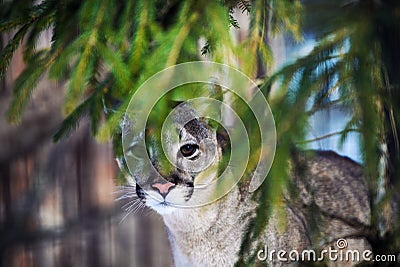 mountain lion looking at camera while hiding behind brush. Portrait of a cougar, mountain lion, puma, panther Stock Photo