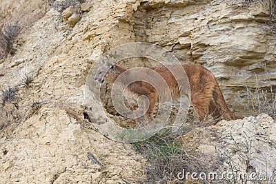 Mountain lion looking for prey Stock Photo