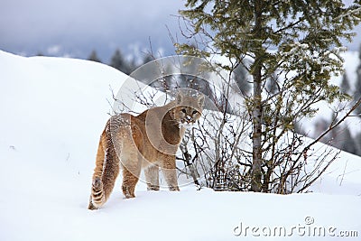 Mountain lion on mountain Stock Photo