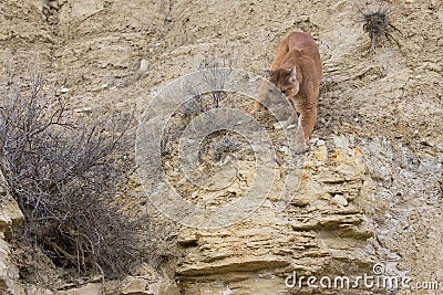 Mountain lion preparing to leap on prey Stock Photo