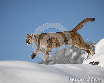 Mountain Lion in the Snow Stock Photo