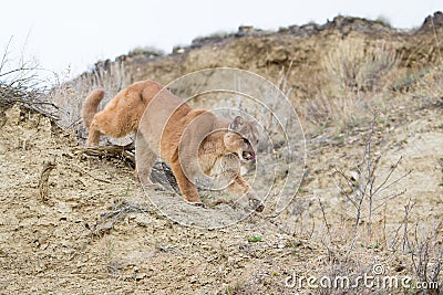 Mountain lion stalking on prey in canyon Stock Photo