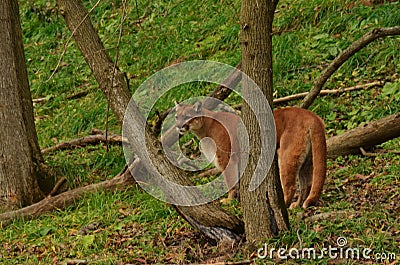 Mountain Lion in the Timber Stock Photo
