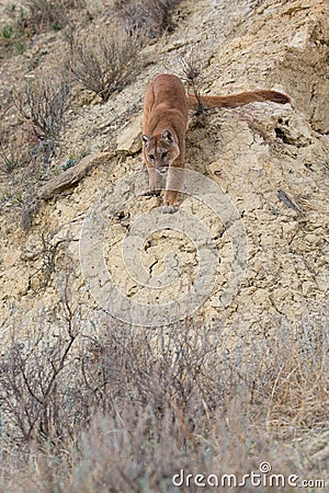 Mountain lion walking down steep ravine Stock Photo