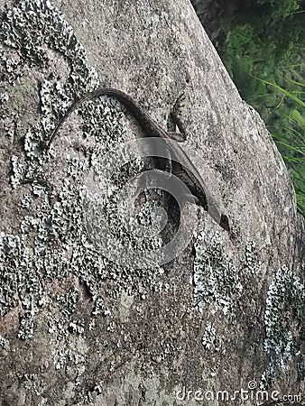 The mountain lizard atop the stone. Stock Photo