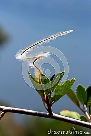 Mountain Mahogany, cercocarpus ledifolius, Yosemite Stock Photo