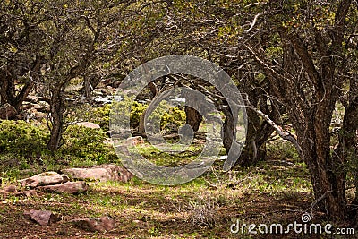 Mountain Mahogany Forest Glen In Northwest Colorado Mountains Stock Photo