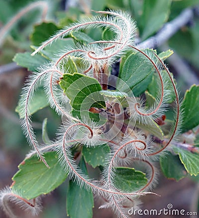 Mountain mahogany Stock Photo