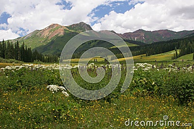 Mountain Meadow Stock Photo