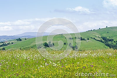 Mountain meadow covered with motley grass and various flowers Stock Photo