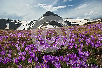 Mountain meadow with crocus Stock Photo