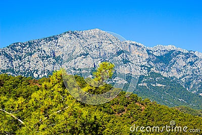 A mountain near Kemer, Turkey, vew from a hill, a pine branch in Stock Photo