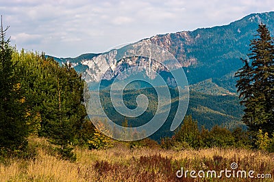 Mountain peaks and fir trees catching warm sunbeams. Nice meadow in the foreground Stock Photo