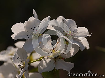 Mountain pear flower Stock Photo