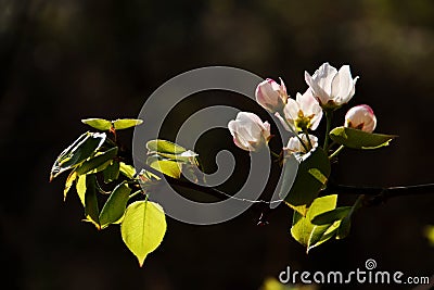 Mountain pear flower Stock Photo