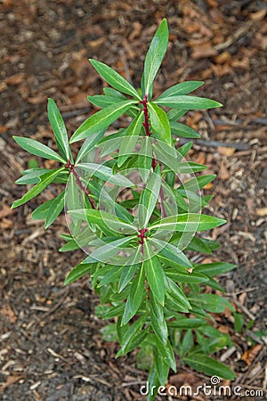 Mountain Pepper Plant, known as Cornish pepper leaf grown in Vic Stock Photo