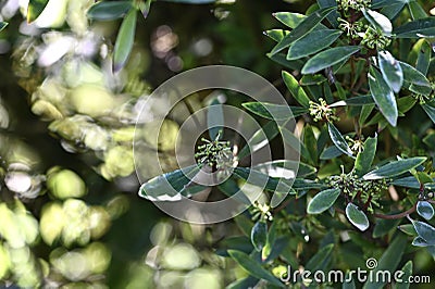 Mountain pepper, Tasmannia lanceolate, 1. Stock Photo