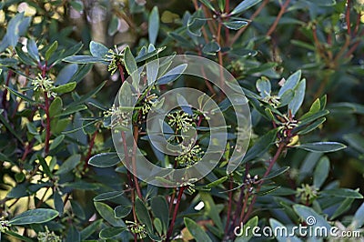 Mountain pepper, Tasmannia lanceolate, 4. Stock Photo