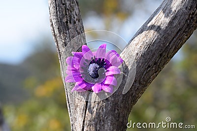 Mountain purple flower in italia Stock Photo