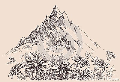 Mountain range and edelweiss flowers Vector Illustration