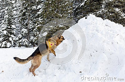 Mountain Rescue Service dog at Bulgarian Red Cross during a training. Stock Photo