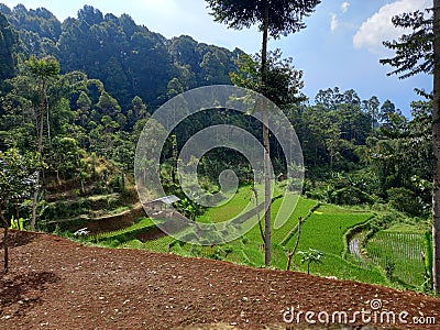 Mountain ricefield coconut rice green camping hill cold wind glamping campingsite tree coconuttree sky high cloud Stock Photo