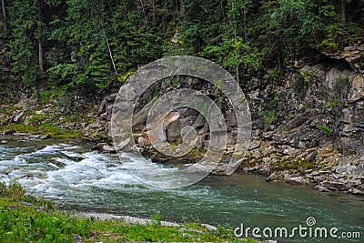 Mountain river in the Carpathian mountains Ukraine with a rock in the background and a dense forest. Stock Photo