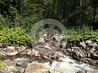 Mountain river in green foliar forest with beech Stormy water Stock Photo